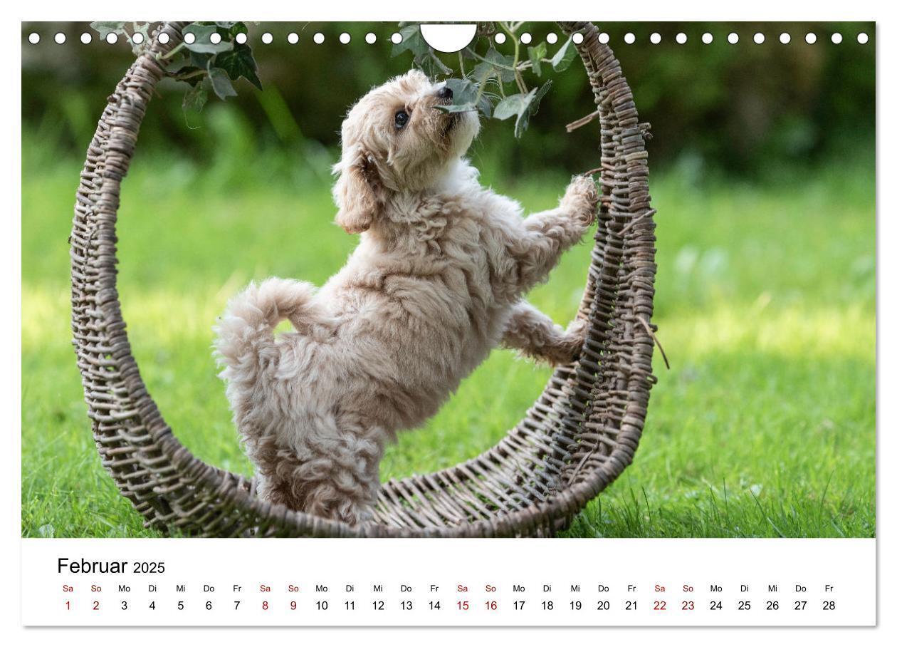 Bild: 9783435038350 | Maltipoo Welpen (Wandkalender 2025 DIN A4 quer), CALVENDO...