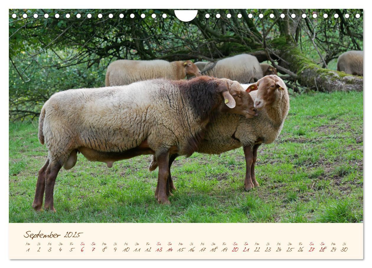 Bild: 9783435173259 | Coburger Fuchsschaf (Wandkalender 2025 DIN A4 quer), CALVENDO...