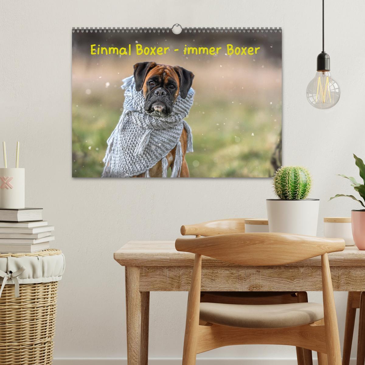 Bild: 9783435179558 | Einmal Boxer - immer Boxer (Wandkalender 2025 DIN A3 quer),...