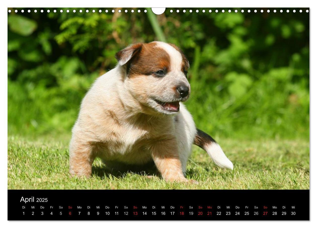 Bild: 9783435749539 | Australian Cattle Dog Welpen (Wandkalender 2025 DIN A3 quer),...