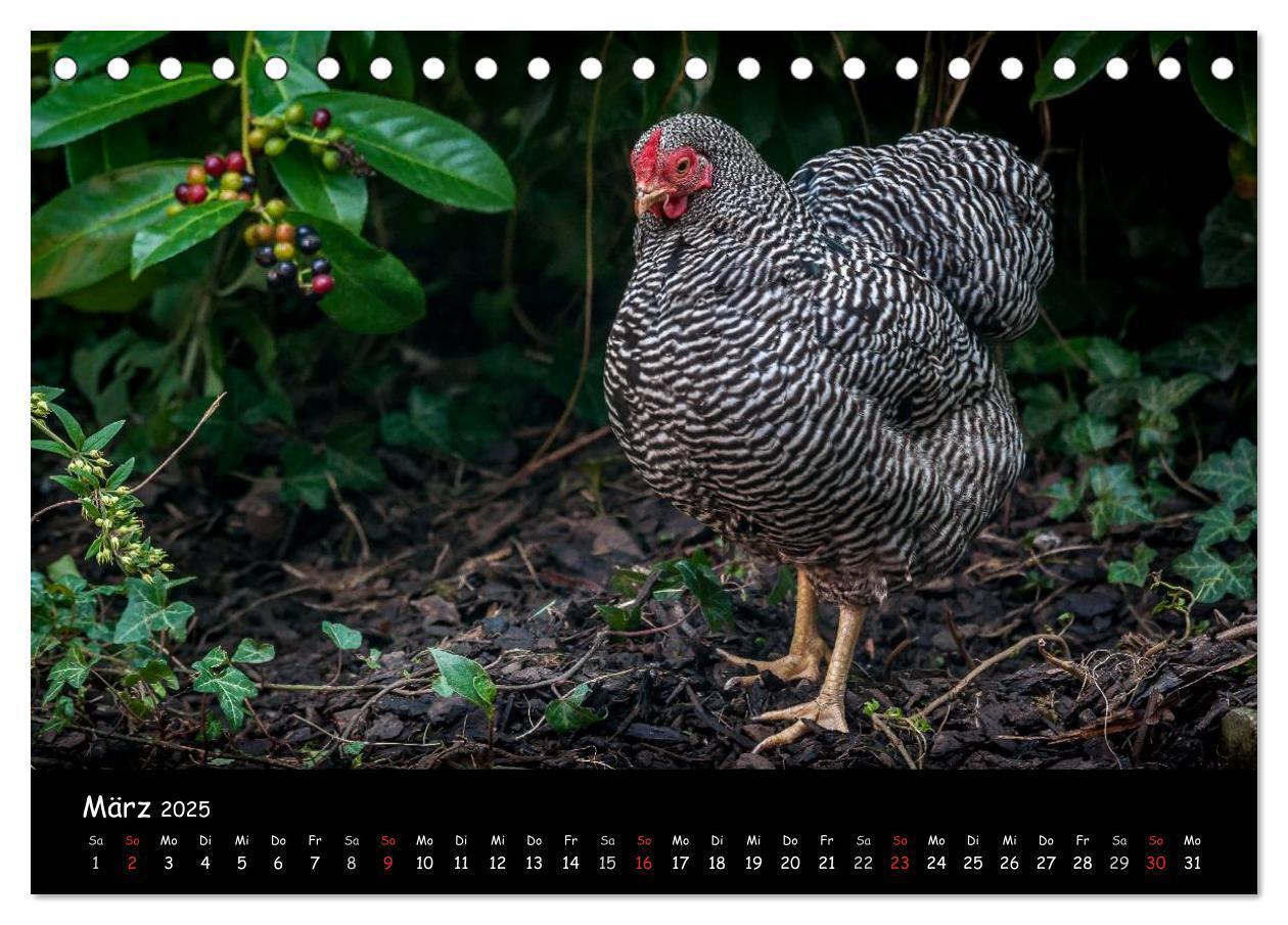 Bild: 9783435554263 | Gartenhühner (Tischkalender 2025 DIN A5 quer), CALVENDO Monatskalender