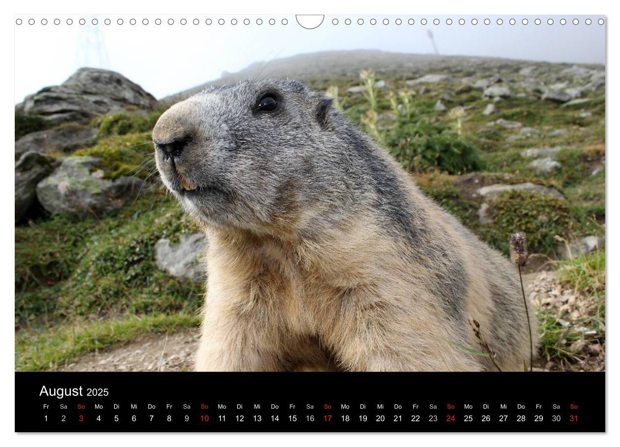 Bild: 9783435784219 | Murmeltiere (Wandkalender 2025 DIN A3 quer), CALVENDO Monatskalender