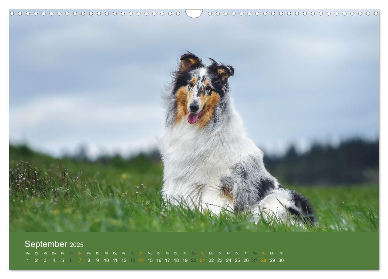 Bild: 9783435018598 | Der Collie der beste Hund der Welt (Wandkalender 2025 DIN A3 quer),...