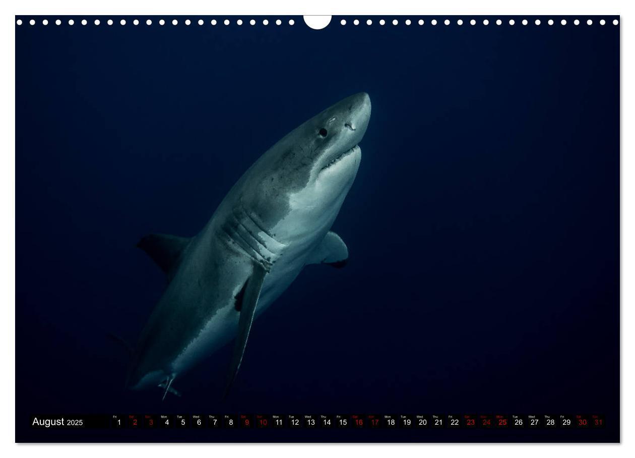 Bild: 9781325942909 | The Great White Shark: King of the Ocean (Wall Calendar 2025 DIN A3...