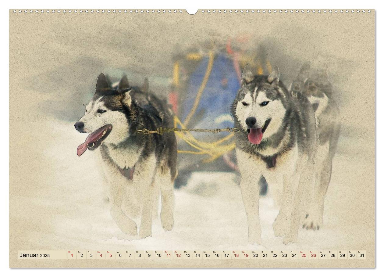 Bild: 9783435705955 | Schlittenhunde 2025 (Wandkalender 2025 DIN A2 quer), CALVENDO...