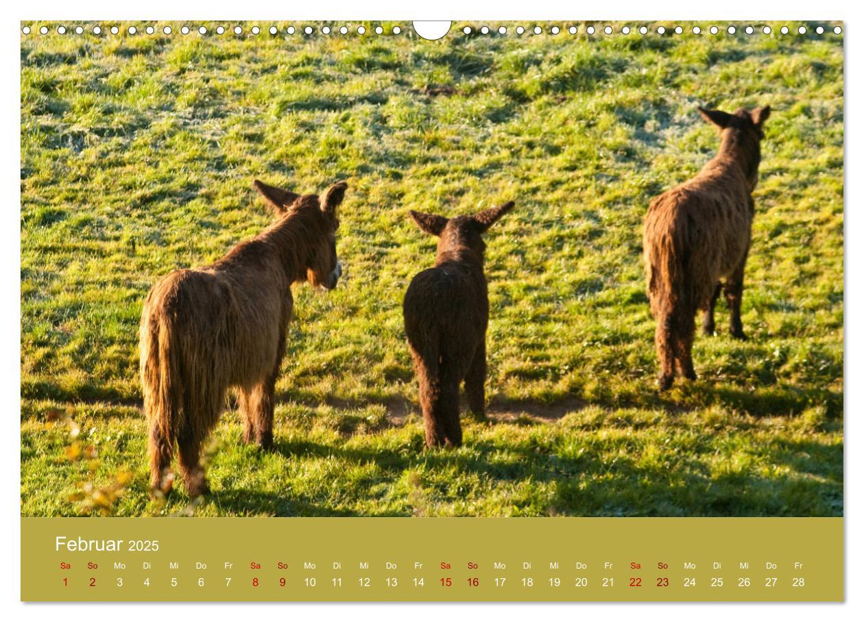 Bild: 9783435396542 | Baudet de Poitou - Seltene französische Langohren (Wandkalender...