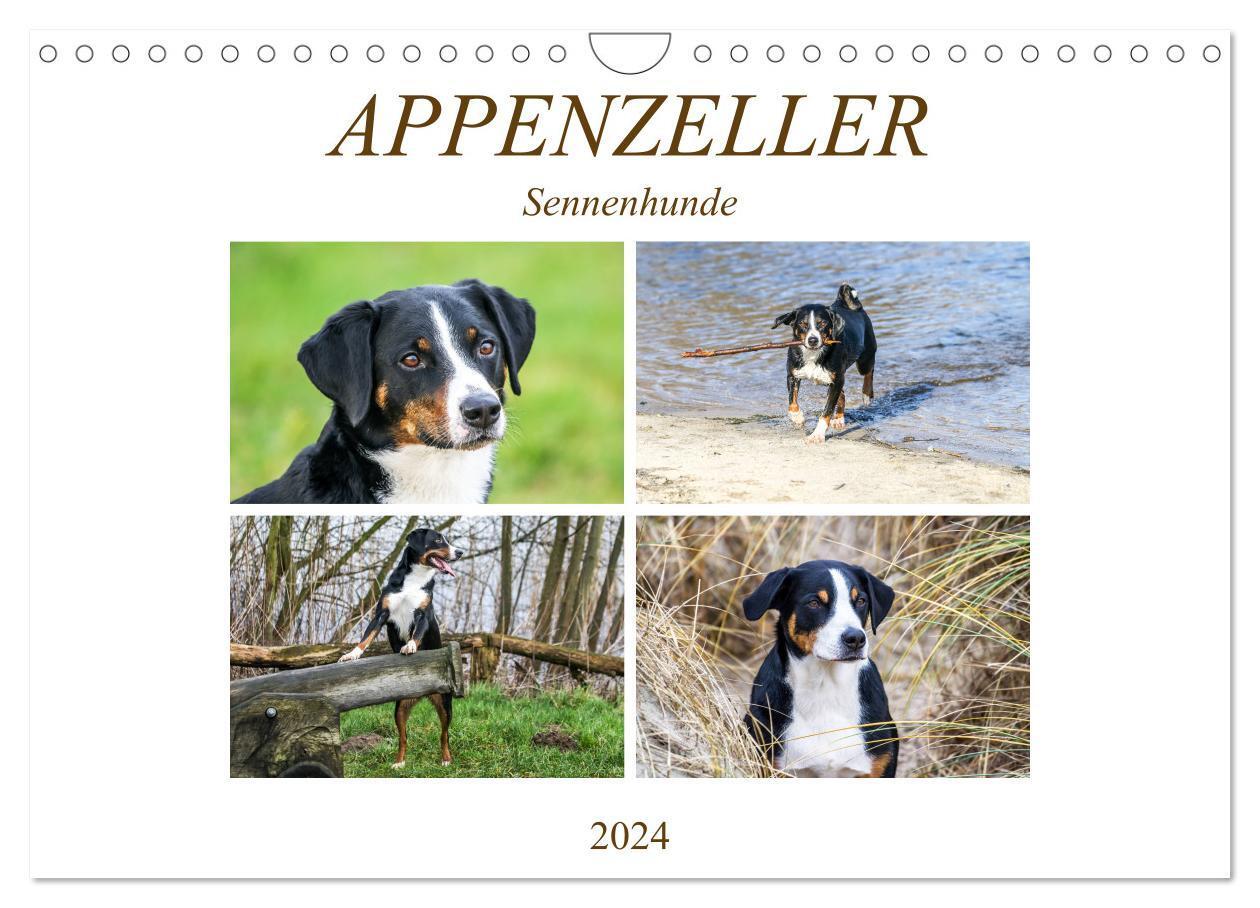 Cover: 9783675896932 | Appenzeller Sennenhunde (Wandkalender 2024 DIN A4 quer), CALVENDO...
