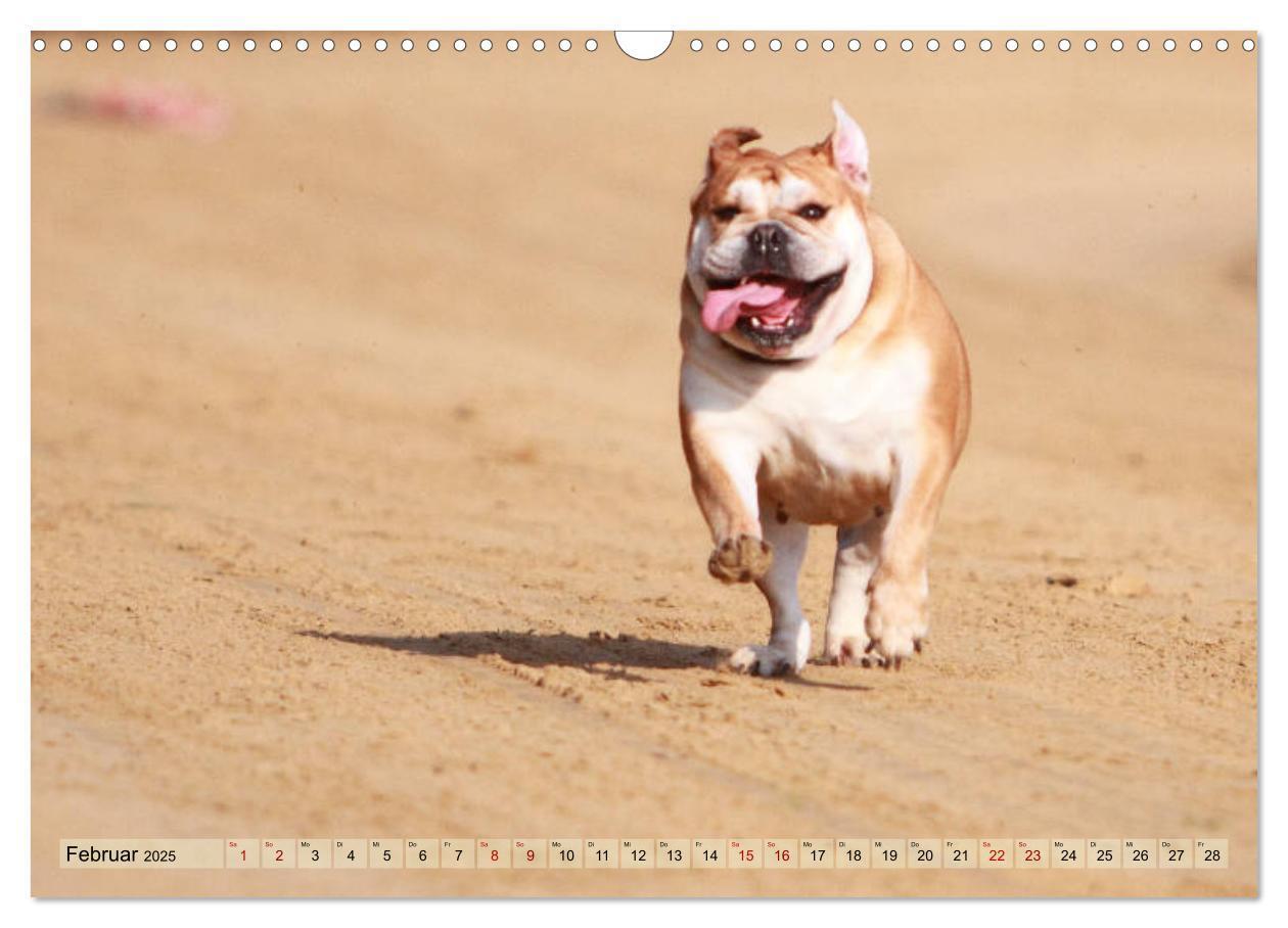 Bild: 9783435385805 | Bulldoggen - Englische und Französische Bulldoggen (Wandkalender...