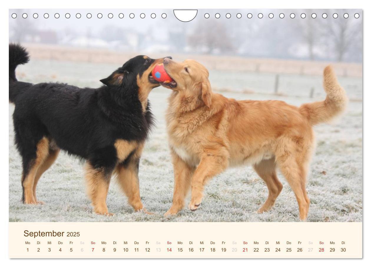 Bild: 9783435793068 | Hovawarte - einmal anders (Wandkalender 2025 DIN A4 quer), CALVENDO...