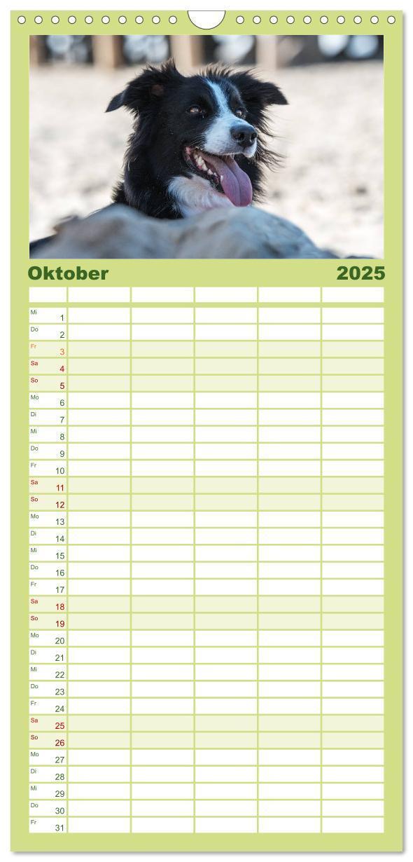 Bild: 9783457110454 | Familienplaner 2025 - Border Collies mit 5 Spalten (Wandkalender,...