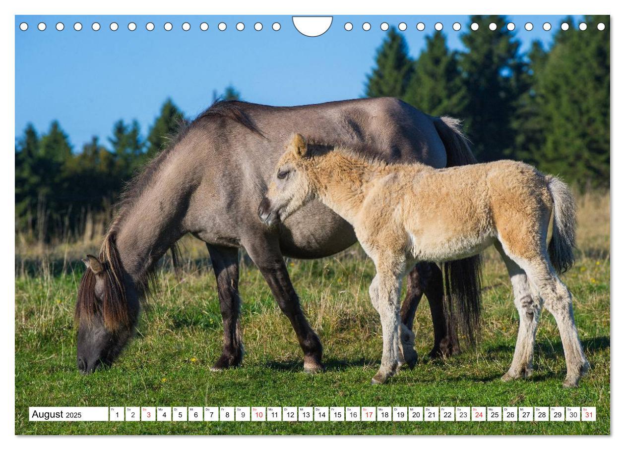 Bild: 9783435573479 | Konik - Frei geboren (Wandkalender 2025 DIN A4 quer), CALVENDO...