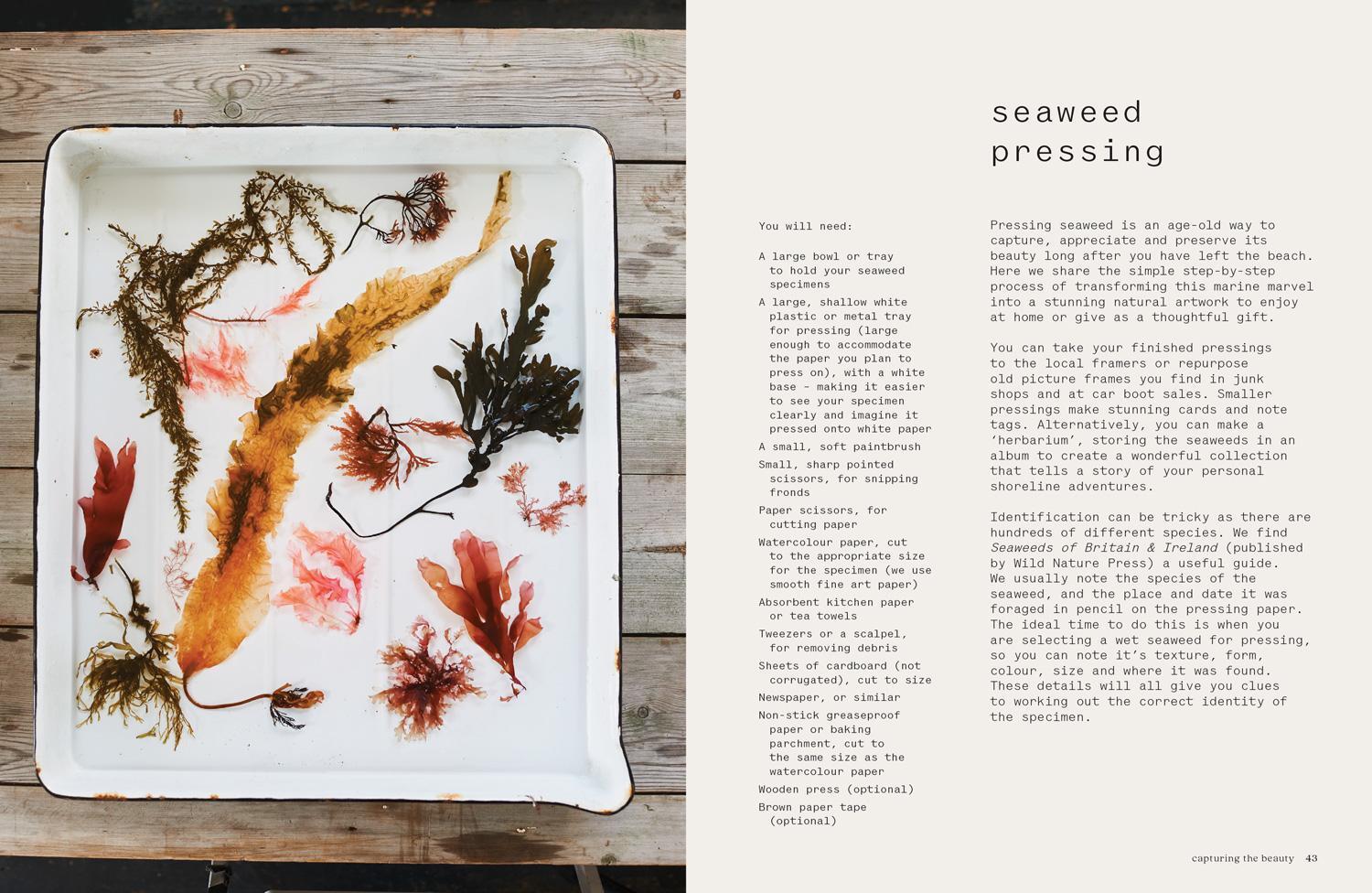 Bild: 9780008557409 | Seaweed | Foraging, Collecting, Pressing | Melanie Molesworth (u. a.)