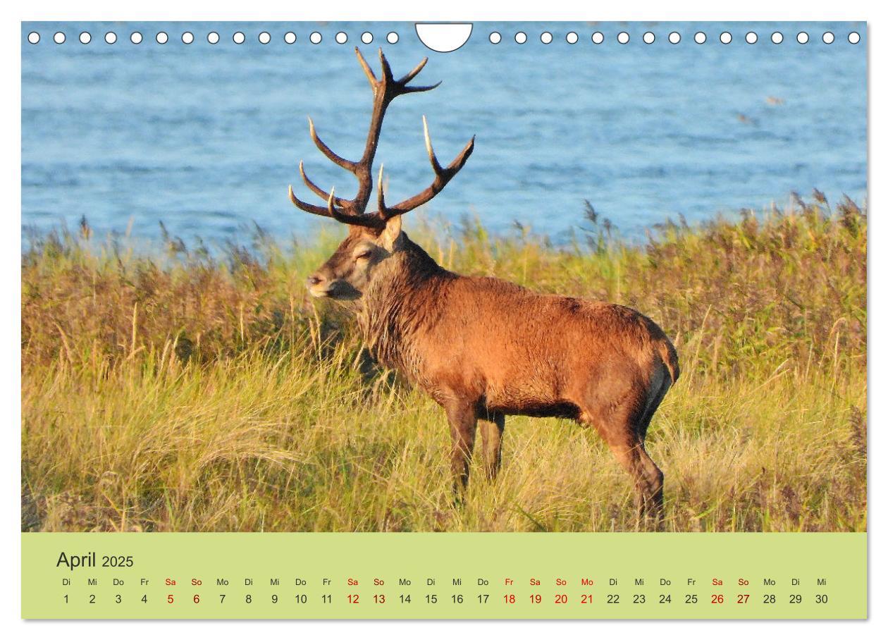 Bild: 9783435392131 | Küsten Hirsche - Rotwild auf dem Darß (Wandkalender 2025 DIN A4...