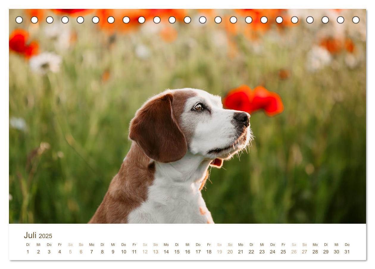 Bild: 9783435016112 | Beagle - Unser treuer Begleiter (Tischkalender 2025 DIN A5 quer),...