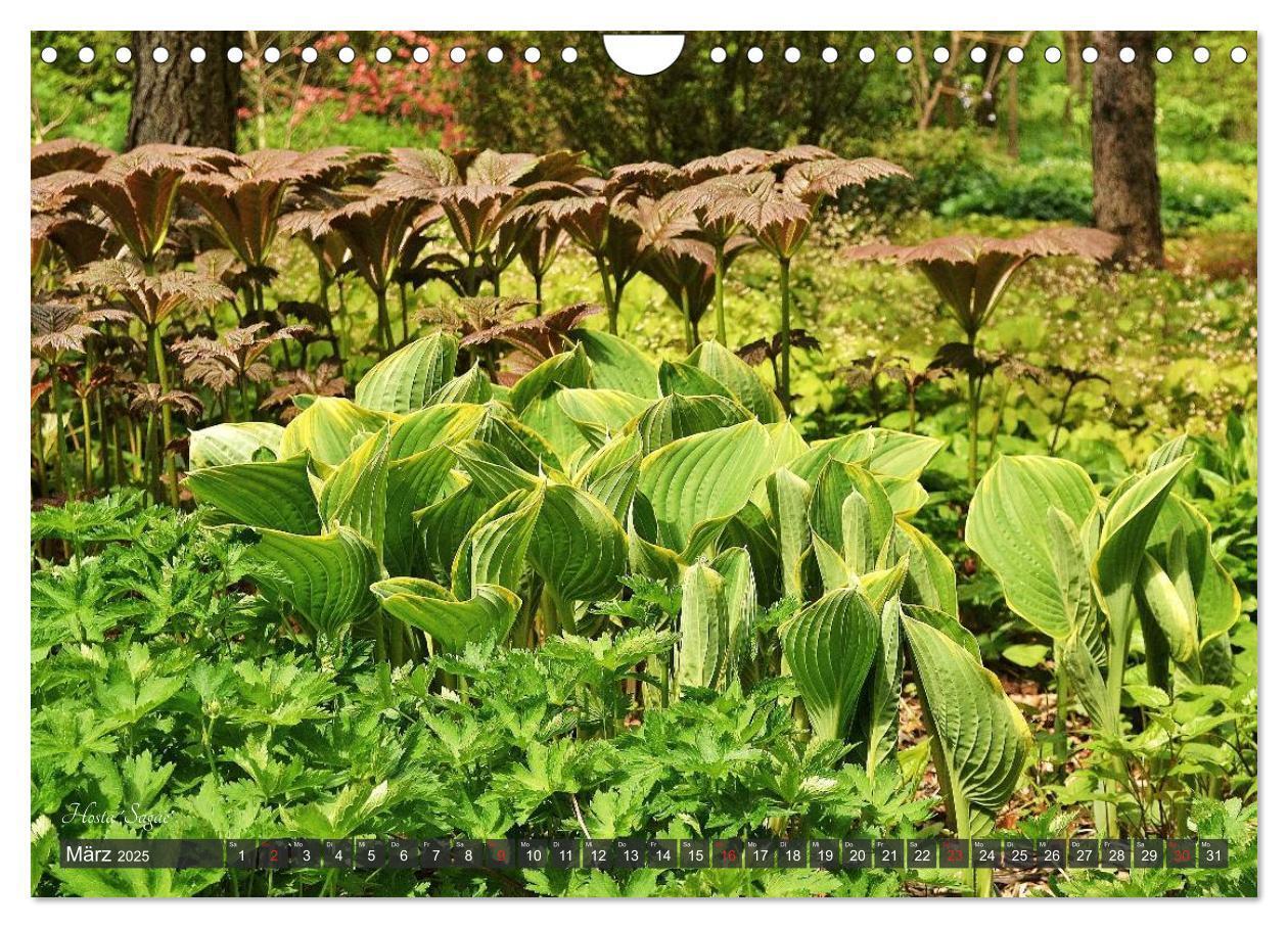 Bild: 9783435576814 | Hosta Staude mit Herz (Wandkalender 2025 DIN A4 quer), CALVENDO...