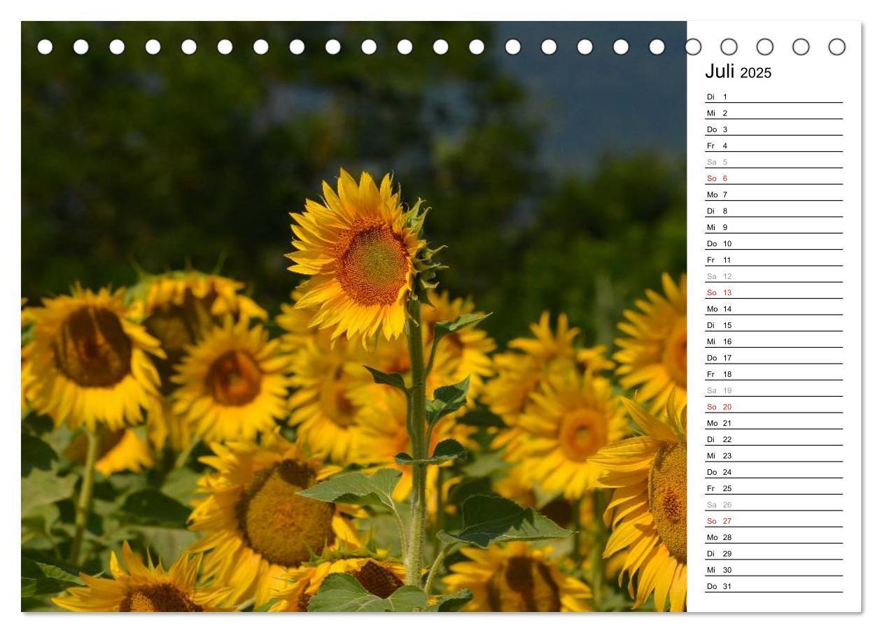 Bild: 9783435475797 | Ein Jahr lang Sonnenblumen (Tischkalender 2025 DIN A5 quer),...