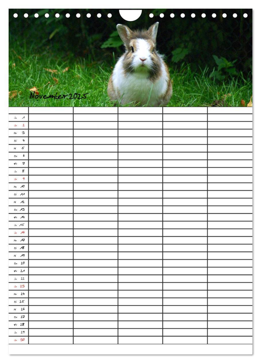 Bild: 9783457026205 | Meerschweinchen und Kaninchen Familienplaner (Wandkalender 2025 DIN...