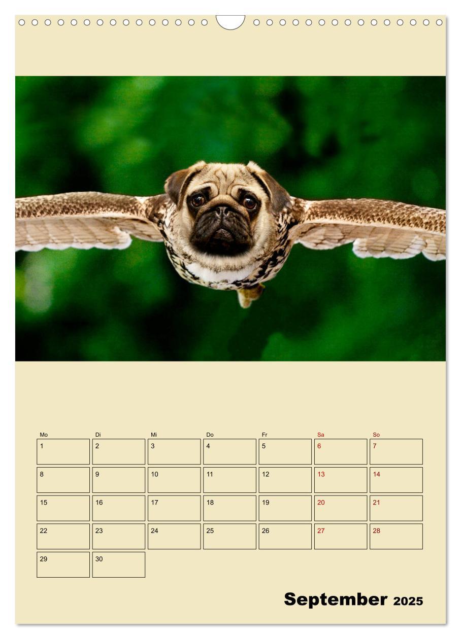 Bild: 9783435979189 | Seltsame Tiere - da stimmt doch was nicht... (Wandkalender 2025 DIN...