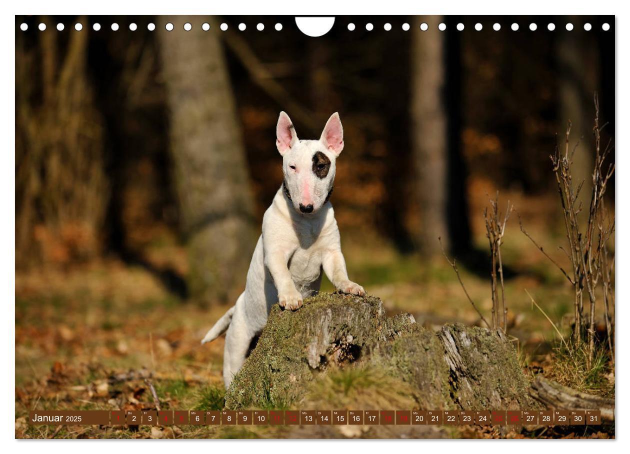 Bild: 9783435405763 | Bullterrier, Powerpakete auf 4 Pfoten (Wandkalender 2025 DIN A4...