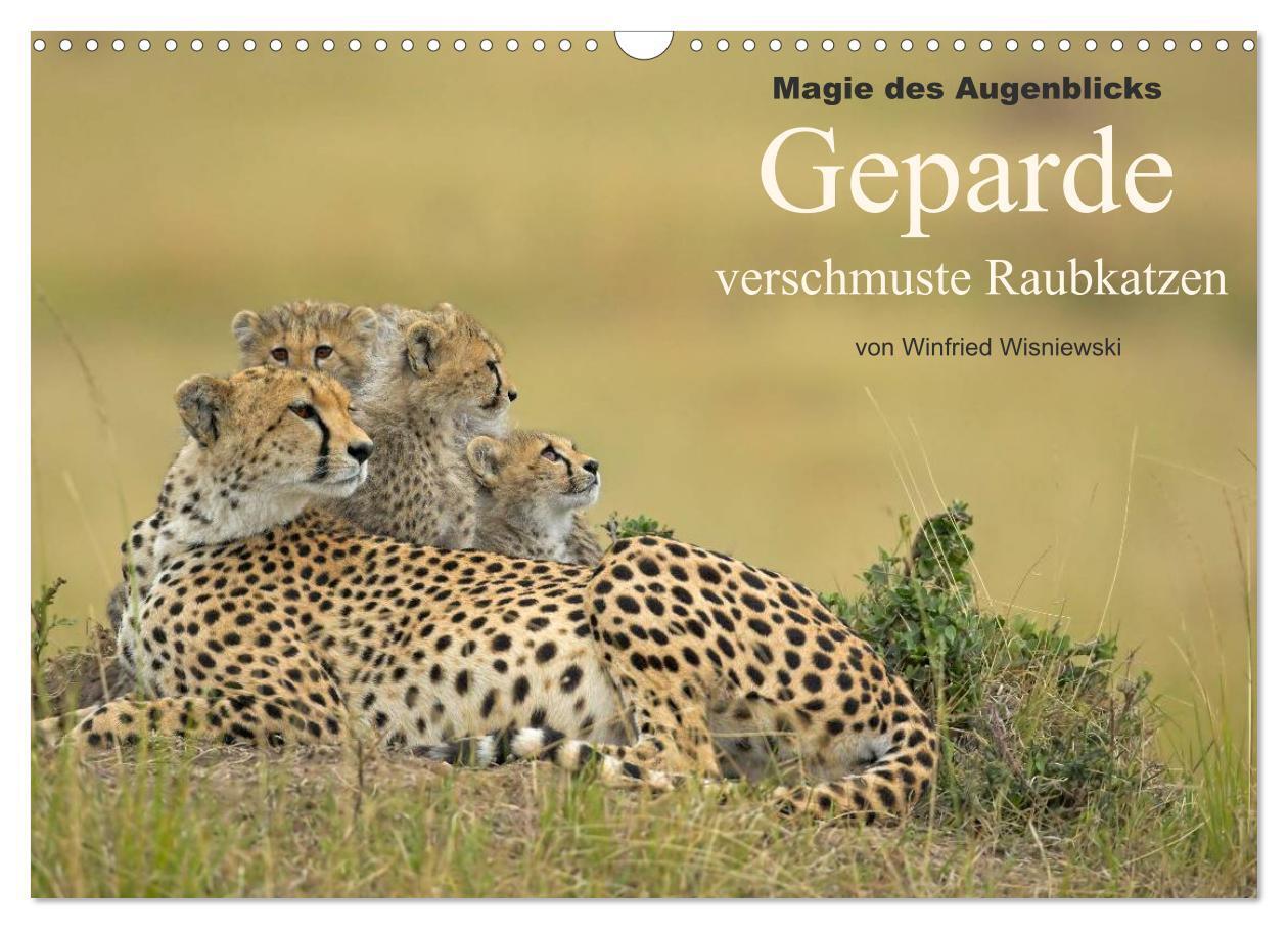 Cover: 9783383546839 | Magie des Augenblicks: Geparde - verschmuste Raubkatzen...