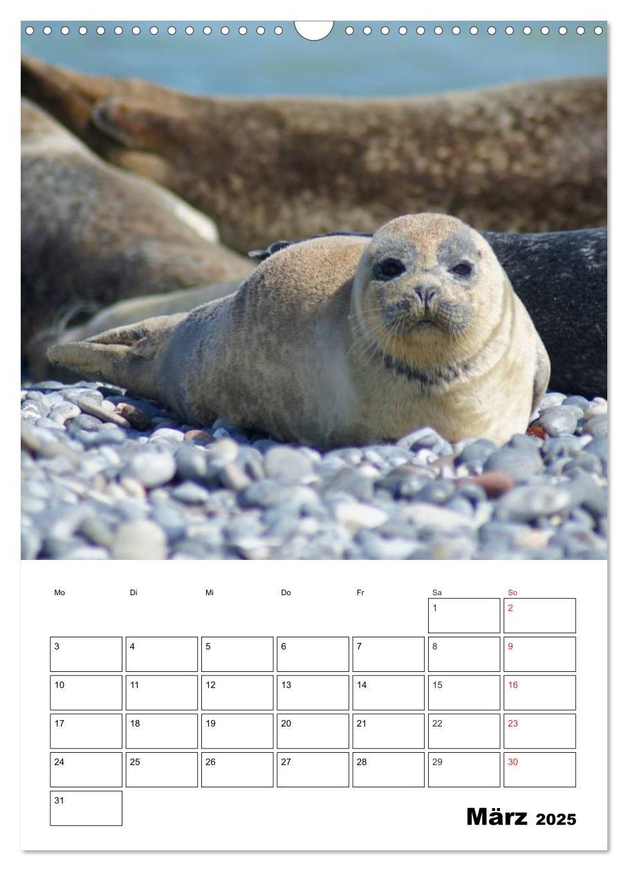 Bild: 9783457010518 | Liebenswerte Robben (Wandkalender 2025 DIN A3 hoch), CALVENDO...