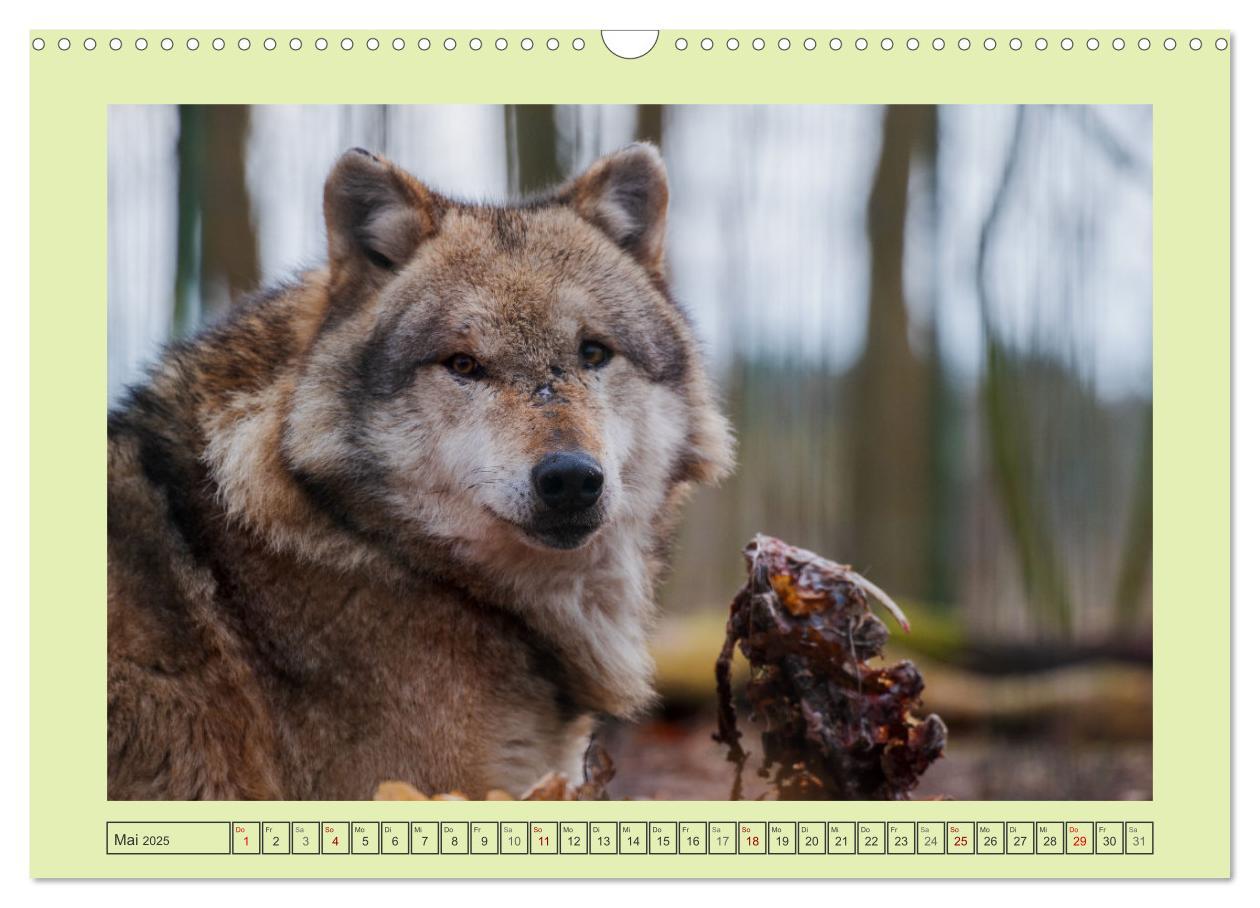 Bild: 9783383972652 | Wolf - wild und schön (Wandkalender 2025 DIN A3 quer), CALVENDO...