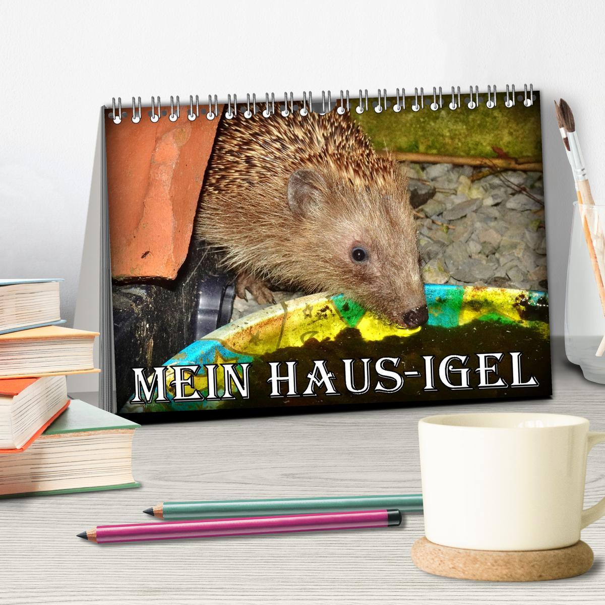 Bild: 9783457146309 | Mein Haus-Igel (Tischkalender 2025 DIN A5 quer), CALVENDO...