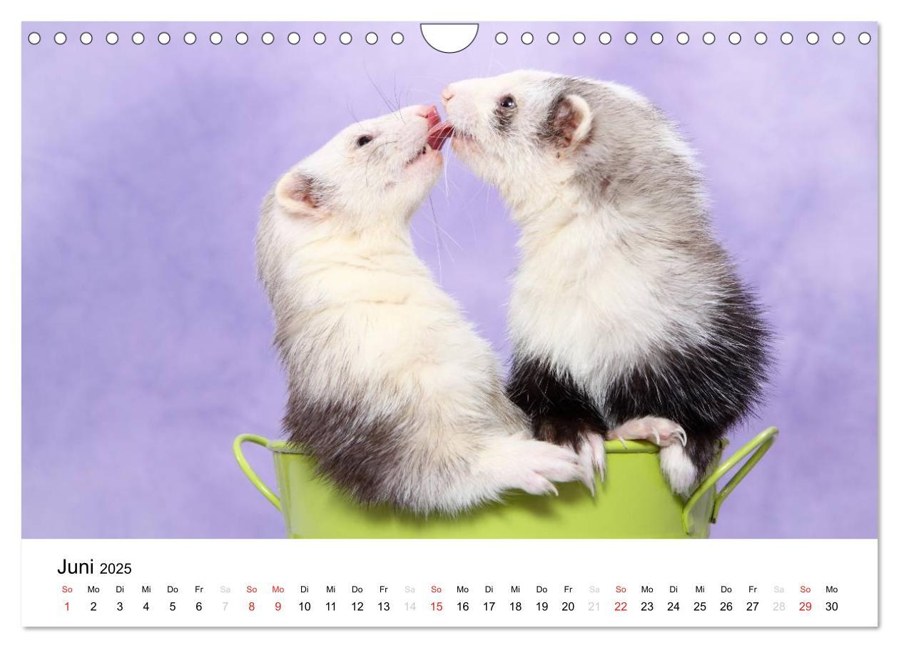 Bild: 9783435840083 | Frettchen - Ferrets (Wandkalender 2025 DIN A4 quer), CALVENDO...