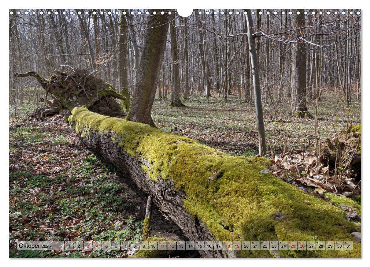 Bild: 9783435385546 | Der Hainich in Thüringen - Weltnaturerbe (Wandkalender 2025 DIN A3...