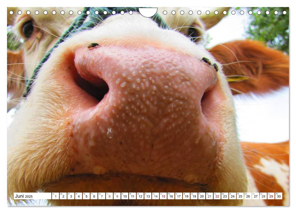 Bild: 9783435422029 | Lustige Tier-Selfies. Tierische Selbstportraits (Wandkalender 2025...