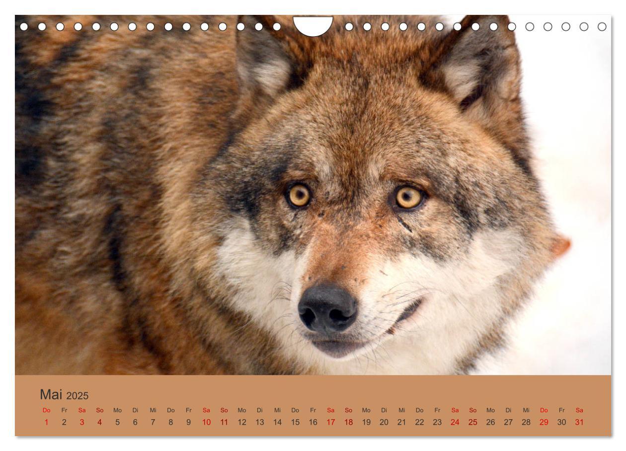 Bild: 9783435393817 | Begegnungen DER WOLF (Wandkalender 2025 DIN A4 quer), CALVENDO...