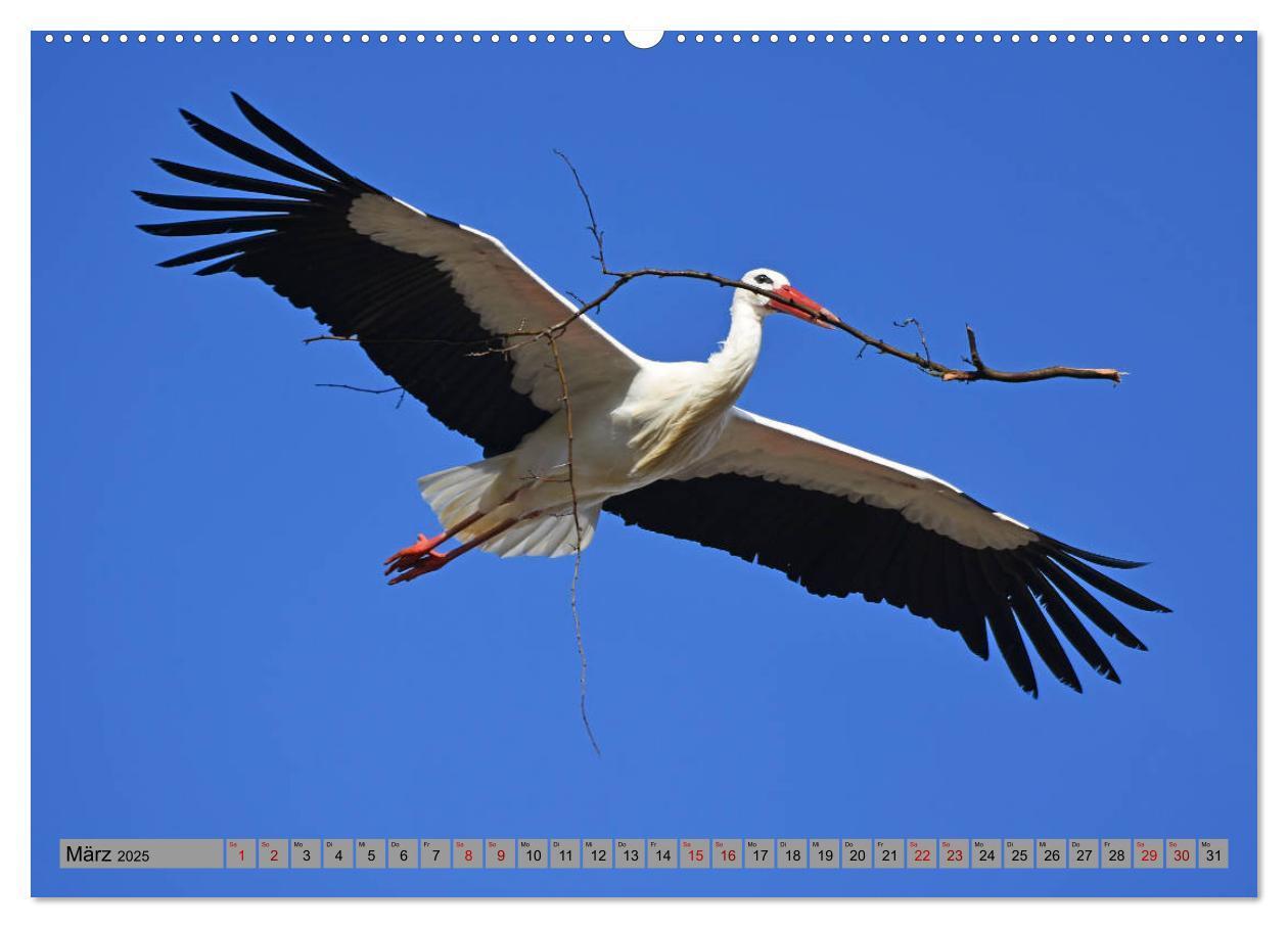 Bild: 9783435144945 | Zu Gast bei Familie Storch (Wandkalender 2025 DIN A2 quer),...