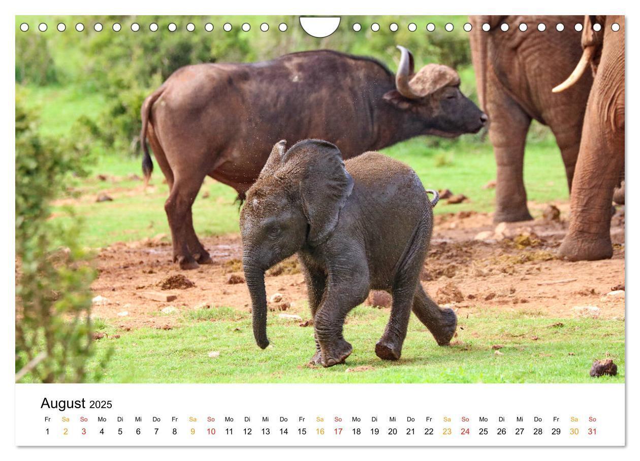 Bild: 9783435229093 | ADDO ELEPHANT NATIONAL PARK Elefanten Babies (Wandkalender 2025 DIN...