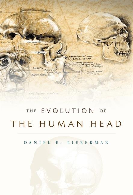 Cover: 9780674046368 | Evolution of the Human Head | Daniel E. Lieberman | Buch | Englisch