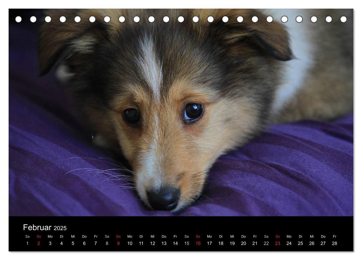 Bild: 9783435751624 | Shelties 2025 (Tischkalender 2025 DIN A5 quer), CALVENDO...