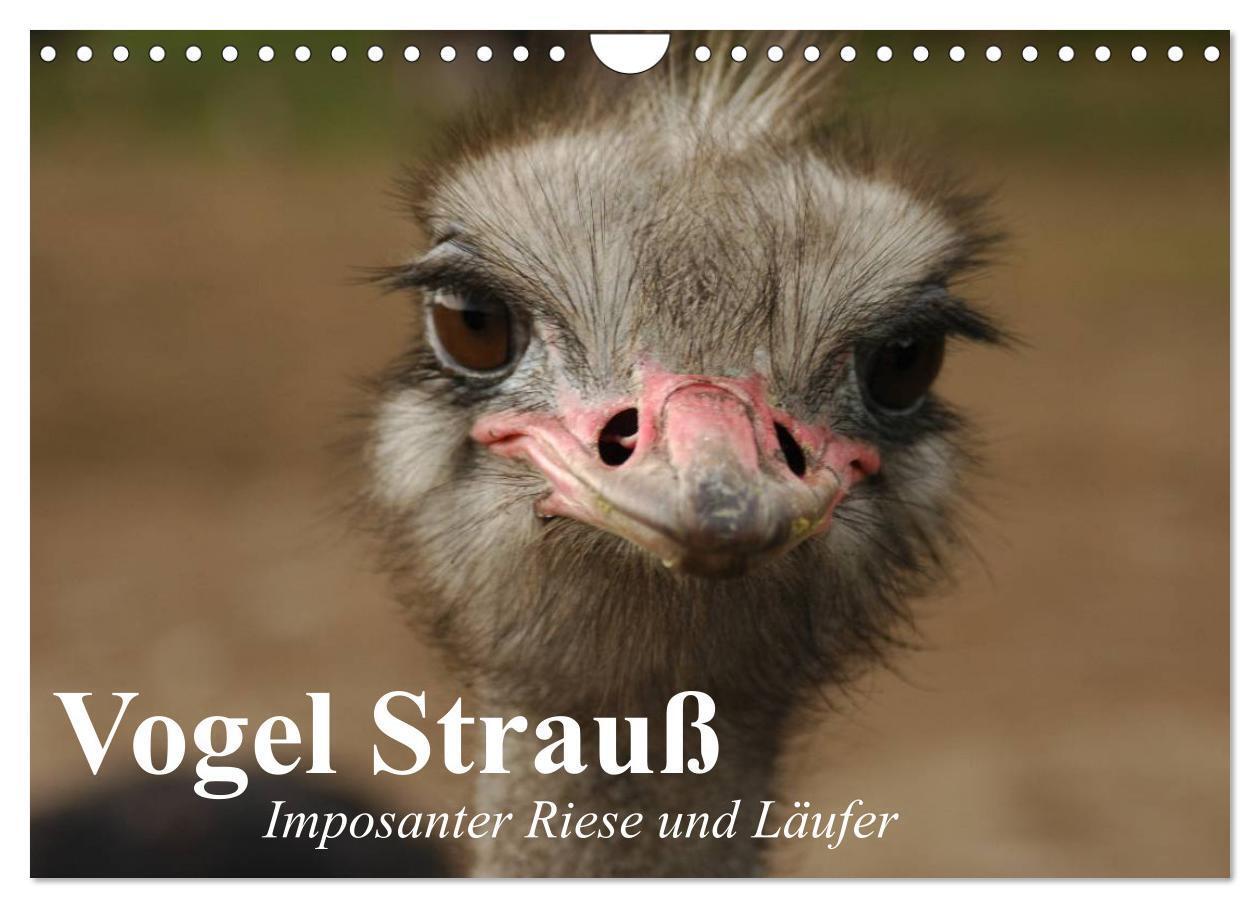 Cover: 9783383308413 | Vogel Strauß. Imposanter Riese und Läufer (Wandkalender 2024 DIN A4...