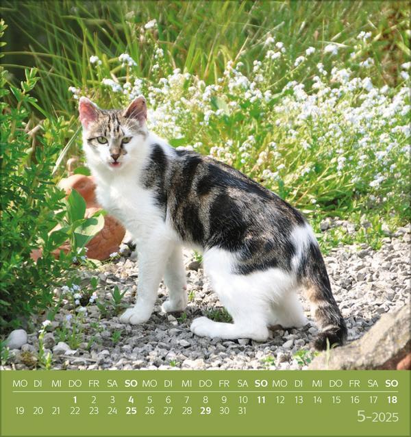 Bild: 9783731876724 | Schmusekatzen 2025 | aufstellbarer Postkartenkalender | Verlag Korsch