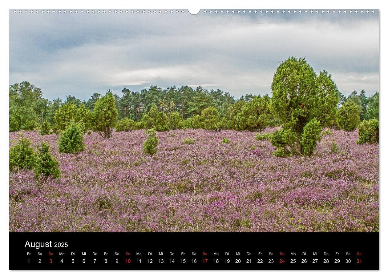 Bild: 9783435775040 | Lüneburger Heide (Wandkalender 2025 DIN A2 quer), CALVENDO...