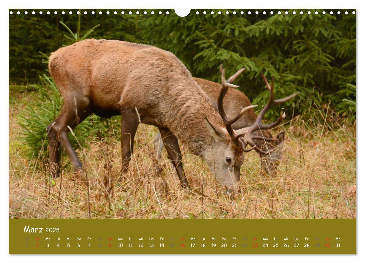 Bild: 9783435634569 | Begegnungen. DER HIRSCH (Wandkalender 2025 DIN A3 quer), CALVENDO...