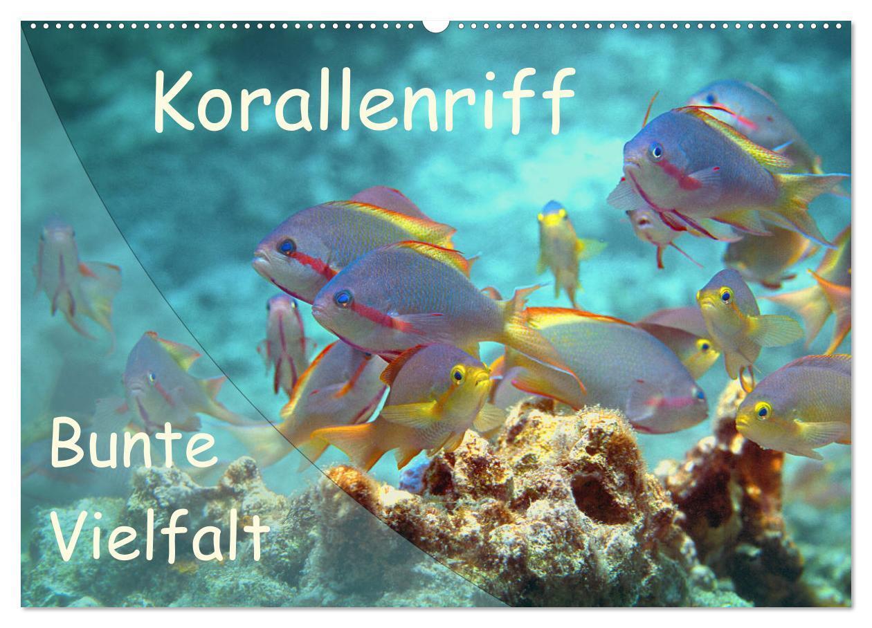Cover: 9783675686779 | Bunte Vielfalt im Korallenriff (Wandkalender 2024 DIN A2 quer),...