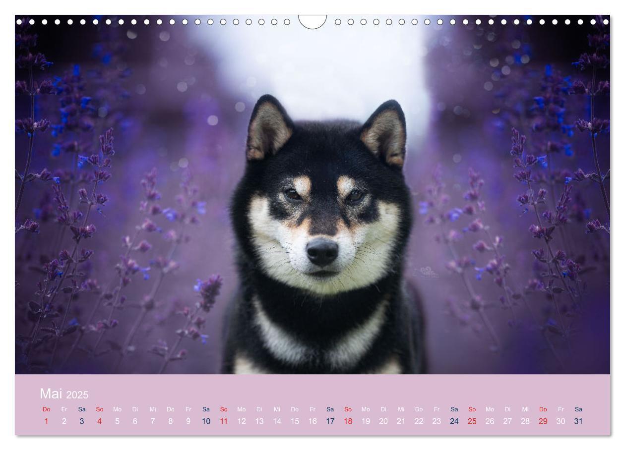 Bild: 9783457234143 | Shiba Inu - mutig, treu, selbstbewusst (Wandkalender 2025 DIN A3...