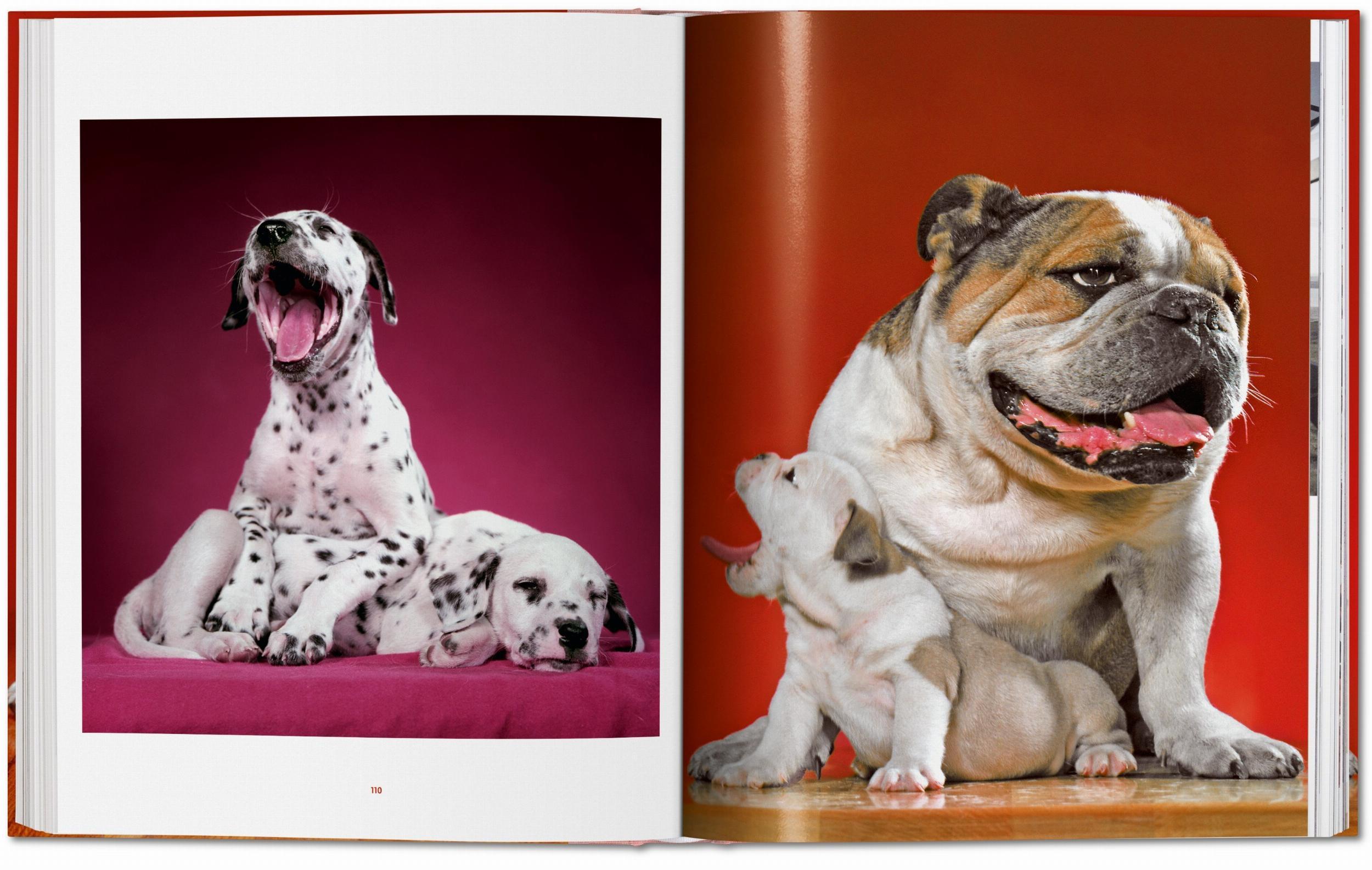 Bild: 9783836584296 | Walter Chandoha. Dogs. Photographs 1941-1991 | Reuel Golden | Buch