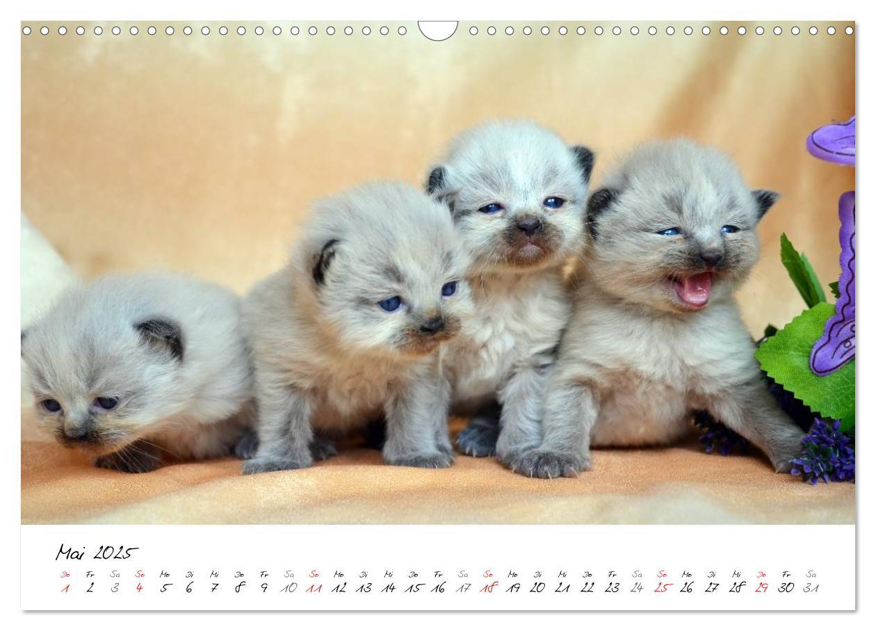 Bild: 9783435606207 | Katzenparade (Wandkalender 2025 DIN A3 quer), CALVENDO Monatskalender