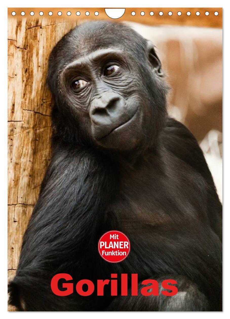 Cover: 9783383319143 | Gorillas (Wandkalender 2024 DIN A4 hoch), CALVENDO Monatskalender