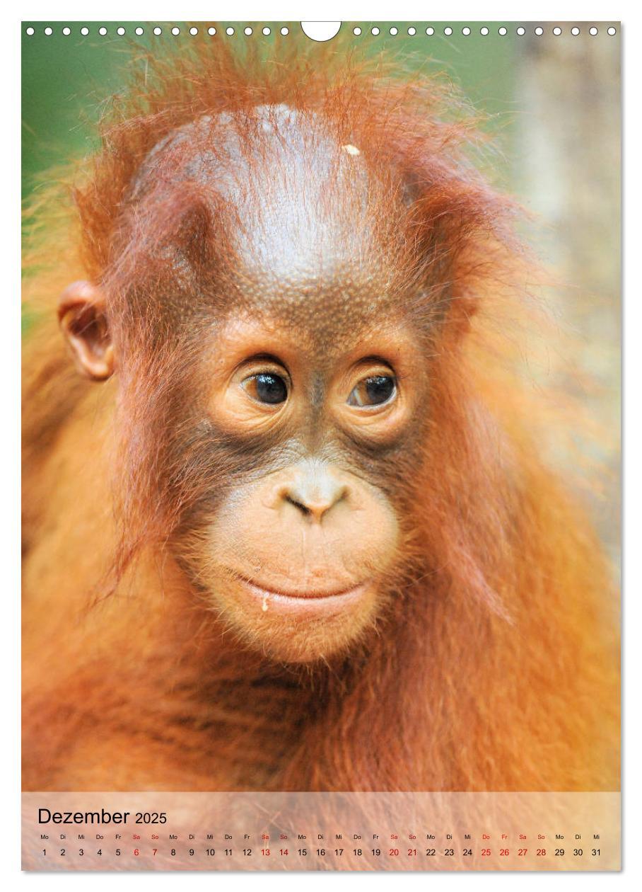 Bild: 9783435965205 | Orang Utans aus Borneo (Wandkalender 2025 DIN A3 hoch), CALVENDO...