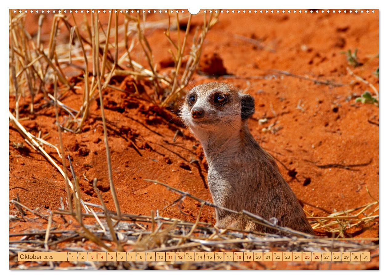 Bild: 9783383779336 | Afrikas Tierwelt - Erdmännchen (Wandkalender 2025 DIN A2 quer),...