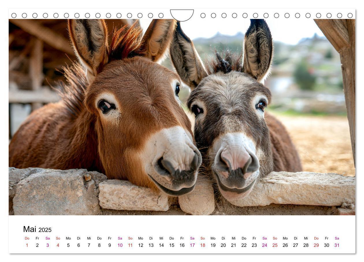 Bild: 9783457215111 | Esel - neugierige Typen (Wandkalender 2025 DIN A4 quer), CALVENDO...