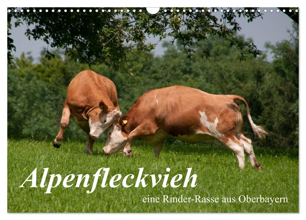 Cover: 9783435733392 | Alpenfleckvieh (Wandkalender 2025 DIN A3 quer), CALVENDO...