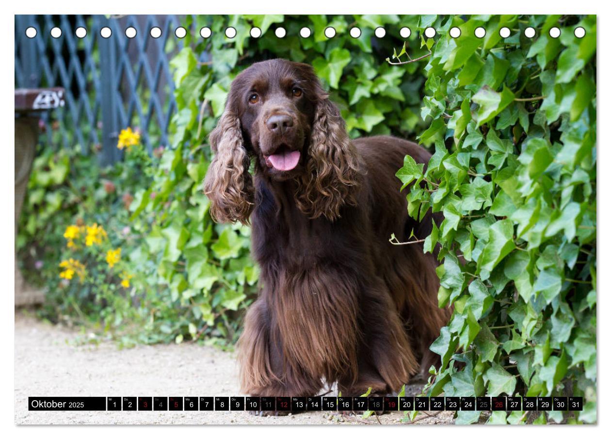 Bild: 9783435447312 | English Cocker Spaniel - Fröhliche Gesellen (Tischkalender 2025 DIN...