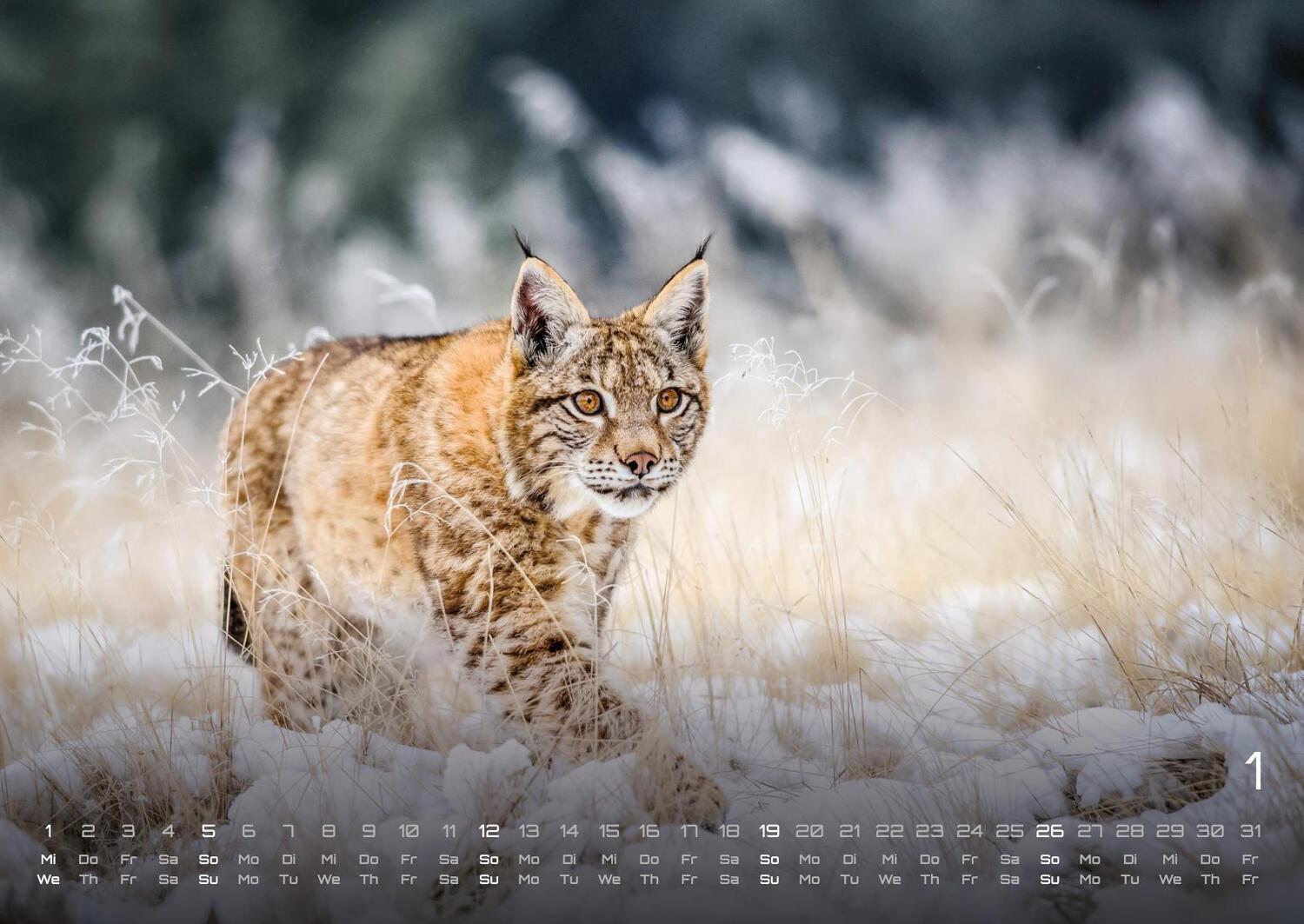 Bild: 9783986734435 | Waldtiere - Heimische Waldbewohner - Der Tierkalender - 2025 -...